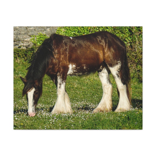 Shire / Clydesdale Horse On Aran Island, Inis Mor in Ireland - Canvas Print in Multiple Sizes