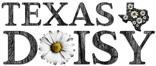 Texas Daisy